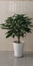 平安樹客廳盆栽大型綠植幸福樹新房吸甲醛植物室內(nèi)四季好養(yǎng) 精品平安樹70-80厘米+白色螺紋盆 曬單實(shí)拍圖