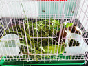 桐汝壁23年烘干提摩西草干草 兔糧龍貓草荷蘭豬飼料豚鼠北提牧草毛重2斤 500g 曬單實(shí)拍圖