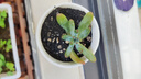 百潮盛多肉植物小盆栽套裝組合好養(yǎng)陶瓷盆不死可愛室內(nèi)肉肉植物帶盆帶土 乙女心+小米缸陶瓷盆+土+鋪面 曬單實拍圖