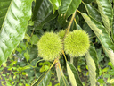 薇姿（VICHY）粉標(biāo)去屑洗發(fā)水無硅油去屑舒緩敏感頭皮洗發(fā)露洗頭膏200ml 曬單實拍圖