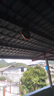 京悠雨八卦鏡化解煞凸鏡大號掛大門(mén)用窗戶(hù)陽(yáng)臺純銅九宮鏡子凹鏡風(fēng)水擺件 八卦凸鏡13cm 曬單實(shí)拍圖