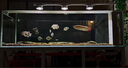FENPAN硝化細(xì)菌魚缸用凈水劑養(yǎng)魚池塘凈化水質(zhì)穩(wěn)定劑烏龜水族消化活菌液 硝化細(xì)菌魚缸用710ml【高品質(zhì)·三效合一】 【送稀釋工具】量杯、滴管、手套 曬單實(shí)拍圖