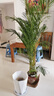 散尾葵植物盆栽客廳大型綠植室內(nèi)辦公室鳳尾竹盆景天堂鳥花卉 散尾葵高1.3-1.6米+鉆石樹脂盆 曬單實(shí)拍圖