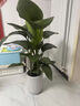 植男植女發(fā)財樹招錢樹天堂鳥金錢樹幸福樹白掌大綠植室內(nèi)辦公室客廳綠植 【天堂鳥】1.2-1.4m 白色羅馬柱雙層樹脂盆 曬單實拍圖