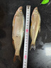 達(dá)億瓦（DAIWA） 21/25新款A(yù)LPHAS SV/BF TW 阿爾法路亞海釣魚(yú)線(xiàn)水滴輪微物輪 SV 800S-HL(淺線(xiàn)杯 左手7.1速) 曬單實(shí)拍圖