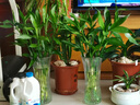 植男植女綠富貴竹水培竹子植物綠植室內(nèi)好養(yǎng)盆栽不帶根發(fā)財6/70cm源頭直發(fā) 曬單實(shí)拍圖