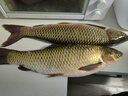 河冠鯉高蛋白升級版散炮搓餌黑坑野釣鯉魚(yú)裸鯉餌料手窩一體打窩料 河冠鯉高蛋白2包 曬單實(shí)拍圖