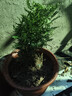 驅(qū)蚊蟲清香木盆栽正宗胡椒木花卉綠植四季好養(yǎng)凈化空氣吸甲醛植物 6年大苗1盆【原盆原土發(fā)貨】+肥料 曬單實拍圖
