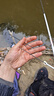 釣魚(yú)王無(wú)結子線(xiàn)雙鉤黑坑競技魚(yú)鉤線(xiàn)組套裝破天無(wú)結子線(xiàn)新關(guān)東4#線(xiàn)1.5# 曬單實(shí)拍圖