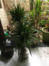 花兮繪龍血樹客廳綠植多頭龍須樹龍鐵樹客廳綠植室內(nèi)大型龍血樹植物盆栽 精品多頭龍血樹1.3-1.4米+膠盤-18年老樁 曬單實(shí)拍圖
