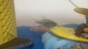 畫法幾何米家智能生態(tài)魚缸小黃鴨聯(lián)名米家APP智能喂食 曬單實(shí)拍圖