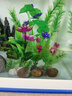 森森魚(yú)缸除藻劑水族箱除綠藻褐藻黑毛絲藻清除去青苔凈除藻綠水去苔劑 水草缸用除藻劑258ML 曬單實(shí)拍圖