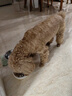 冠能（PRO PLAN）狗糧美毛糧冠能小型犬挑食及美毛配方糧成犬美毛糧貴賓通用主糧 小型犬挑食美毛2.5kg 曬單實(shí)拍圖