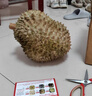 京鮮生 進口金枕頭榴蓮 凈重6-7斤 1個裝  鮮果 生鮮 新鮮水果 曬單實拍圖