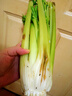 【榨汁西芹】壽光現(xiàn)割農(nóng)家西芹汁多筋少安療榨汁新鮮芹菜去葉發(fā)貨 【凈重3斤】農(nóng)家去葉西芹 曬單實(shí)拍圖