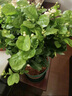 茉莉花盆栽 · 濃香型花卉盆栽室內(nèi)綠植鮮花客廳陽臺辦公室綠植 【花苞飽滿】茉莉10~12棵+加侖盆 濃香型 曬單實拍圖
