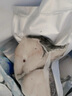 鮮京采 冷凍大西洋真鱈魚排凈重900g/袋 帶皮切段 獨立包袋 生鮮魚類 曬單實拍圖