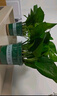 雙盟綠蘿盆栽除甲醛花卉綠植辦公室新房?jī)艋諝?80加侖4盆裝源頭直發(fā) 曬單實(shí)拍圖