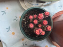 多肉組合盆栽陽(yáng)臺盆栽喜陽(yáng)植物新手福利按圖發(fā)貨品種花卉好養 彩錢(qián)串10-13頭 藍鉆陶瓷盆栽好 曬單實(shí)拍圖