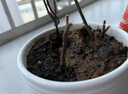 萬般宜植物復活液大樹強力復活營養(yǎng)液生根壯苗發(fā)芽劑發(fā)財樹枯樹爛根專用 【花卉植物通用】 500ml 1瓶 曬單實拍圖