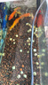 老漁匠魚缸喂食器智能定時(shí)投食器觀賞魚金魚烏龜糧水族自動(dòng)投餌喂魚神器 250ml疊加倉【3檔喂食】送電池 曬單實(shí)拍圖