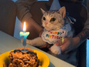 布丁喵喵 寵物生日圍兜帽子 藍(lán)色【贈生日蠟燭】狗狗貓咪生日派對裝飾拍照 曬單實拍圖
