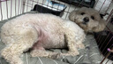 雷米高（RAMICAL）成犬幼犬全價(jià)犬糧泰迪金毛拉布拉多柯基比熊澳寶犬糧20kg40斤 曬單實(shí)拍圖