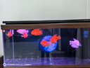 瀚幻紅眼招財魚(yú)戰船魚(yú)熱帶魚(yú)活體紅尾戰船古代黑戰船大型觀(guān)賞魚(yú)發(fā)財魚(yú) 黑眼戰船24-25cm 1條 曬單實(shí)拍圖