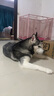 皇家狗糧 成犬狗糧 犬糧 寵物 中型犬 M25 全價(jià)犬糧 12月 15KG 曬單實(shí)拍圖