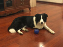 伯納天純經(jīng)典系列中大型犬成年犬糧12月齡以上通用糧金毛哈士奇15kg/30斤 曬單實拍圖