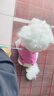 MIKI PAD狗狗衣服小型犬夏季薄款衣服戶外馬甲春秋透氣泰迪比熊可牽引 玫紅馬甲 S胸圍30cm（參考體重1-4斤） 曬單實(shí)拍圖