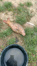 光威魚竿紫宸乾坤海竿超硬釣魚竿遠(yuǎn)投拋竿紡車輪甩竿大物竿2.7m套裝 曬單實拍圖