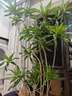 嘆為觀止 大型盆栽 單桿辮子發(fā)財(cái)樹天堂鳥綠蘿散尾葵辦公室內(nèi)開業(yè)喬遷禮品 造型百合竹1.5-1.7米【圓柱盆】 含盆 曬單實(shí)拍圖