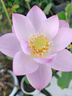 卡特兔學(xué)步鞋嬰兒機(jī)能鞋早秋網(wǎng)面鞋透氣軟底童鞋寶寶防滑室內(nèi)鞋X4AE026 曬單實(shí)拍圖