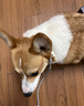 颯望德國(guó)狗狗牽引繩p繩p鏈小型大型中型犬狗鏈遛狗訓(xùn)犬訓(xùn)練防爆沖牽引 長(zhǎng)150cm直徑0.7cm【1-90斤】 曬單實(shí)拍圖