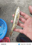 久巖金海夕魚鉤正品散鉤鯽鯉魚釣魚魚勾湖庫翹嘴鳊魚100枚盒裝鉤 10#有刺金海夕&高碳精鋼(100枚) 曬單實拍圖