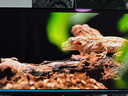 華碩ROG 絕神 OLED 26.5英寸2K電競顯示器280Hz顯示器0.03ms響應(yīng)HDR400真10Bit G-SYNC兼容 OLED顯示器 曬單實(shí)拍圖