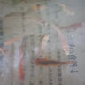 招財(cái)魚(yú)風(fēng)水魚(yú)錦鯉活魚(yú)觀賞魚(yú)魚(yú)苗日本純種大型進(jìn)口小苗淡水冷水魚(yú) 【十全十美】10條錦鯉/3-10種色 5-8cm進(jìn)口錦鯉 曬單實(shí)拍圖