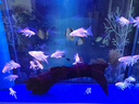 森淵（SENYUAN） 紫柚木精品天然魚缸造景沉木秒沉大號免煮樹樁樹根曬龜臺造景木 30-40cm精品沉木 曬單實拍圖