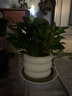 綠有意 綠植花卉辦公室客廳桌面盆栽擺件簡(jiǎn)約創(chuàng)意網(wǎng)紅北歐綠植ins云朵盆 梔子花+甜甜圈PET樹脂盆+托盤+肥料 北歐風(fēng)格網(wǎng)紅綠植 曬單實(shí)拍圖