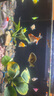 寵翰魚食小型魚飼料孔雀魚鳳尾魚紅綠燈斗魚金魚觀賞魚熱帶魚魚糧 曬單實(shí)拍圖