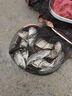 民間藝人大師線組魚線成品主線鯽魚釣魚線組套裝全套配件用品線拉力強(qiáng)魚線 5.4m 1.5號（三個裝） 曬單實拍圖