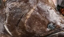賣魚七郎 格陵蘭超大鰈魚頭1.5斤 深海鴉片魚頭比目魚頭海鮮水產(chǎn)魚類 曬單實拍圖