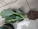 邇英閣大葉玉樹老樁盆栽多肉植物燕子掌室內防輻射四季好養(yǎng)綠植凈 玉樹1年小苗一棵5-10CM不等 原土（不含盆）15-25CM不等 曬單實拍圖