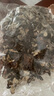 山東白背黑木耳干貨特產(chǎn)精選頭茬木耳山珍干貨火鍋涼拌食材批發(fā) 精品木耳【凈重250g】 精選【頭茬】毛木耳 曬單實(shí)拍圖