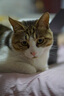 索尼(Sony)A6400 A6700 A6300 A6100 A6500 A6000二手微單相機  A6000 16-50mm（顏色備注）99新 曬單實拍圖