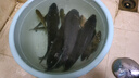 巧漁夫（Skiofishes）龍戰極超輕三代小綜合竿魚(yú)桿超輕超硬魚(yú)竿手竿臺釣竿釣魚(yú)竿鯽魚(yú)竿 5.4m 休閑鯽鯉 至輕手感 曬單實(shí)拍圖