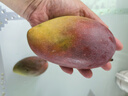 壹萌果蔬四川攀枝花凱特芒果新鮮水果當(dāng)季特大香甜青芒果當(dāng)季整箱包郵 凈4.5斤-5斤甄選果【單果600g+】 曬單實(shí)拍圖
