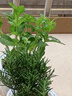 瑯闕迷迭香小盆栽可食用驅(qū)蚊辦公室桌面綠植室內(nèi)好養(yǎng)花卉盆栽源頭直發(fā) 曬單實拍圖