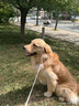 臺派 狗糧20KG40斤裝泰迪金毛柯基拉布拉多成犬幼犬小型中型犬通用型 曬單實拍圖